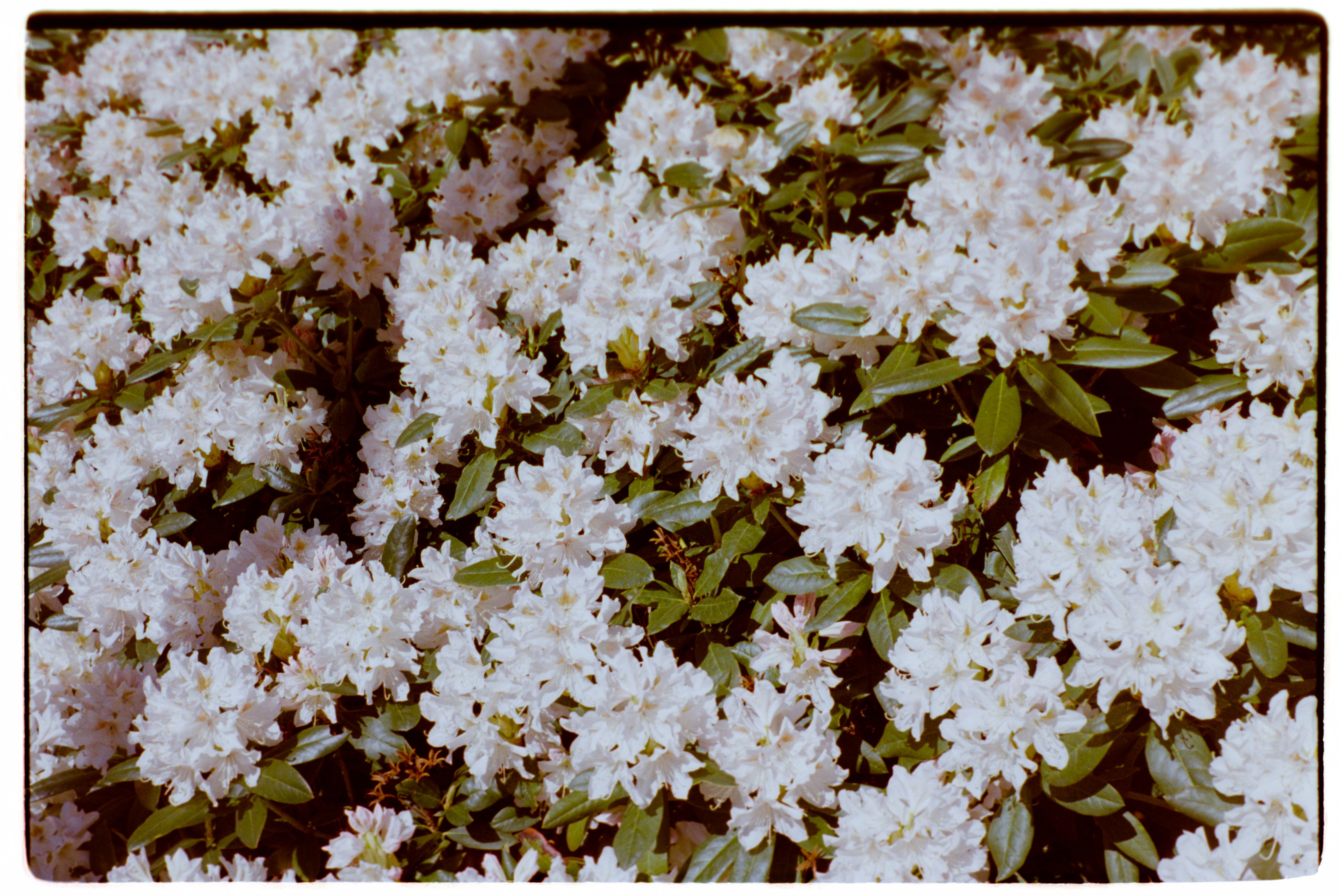 Blooming Spring